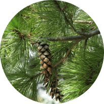 Грибок Протект